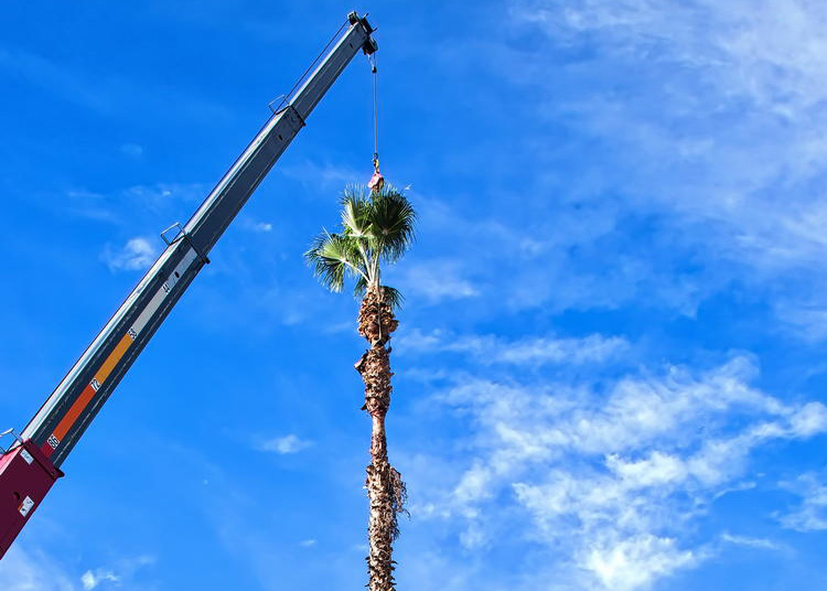 Tree Care Pacoima | Tree Care LA