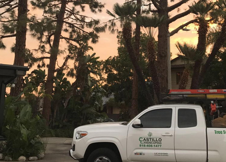 tree removal in Los Angeles