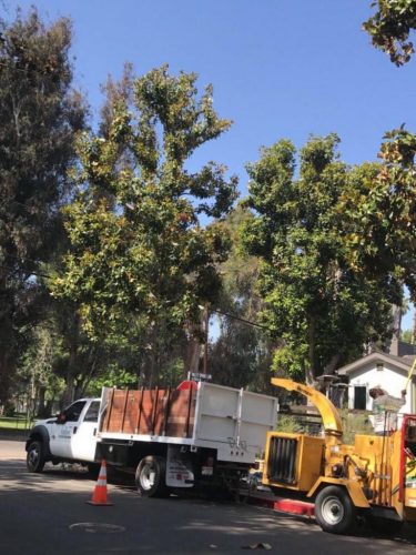 Tree Care in Pacoima