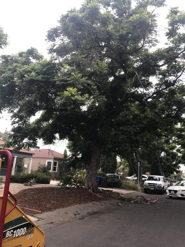 residential tree trimming service in los angeles