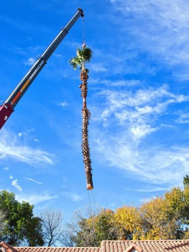 palm tree trimming in Los Angeles