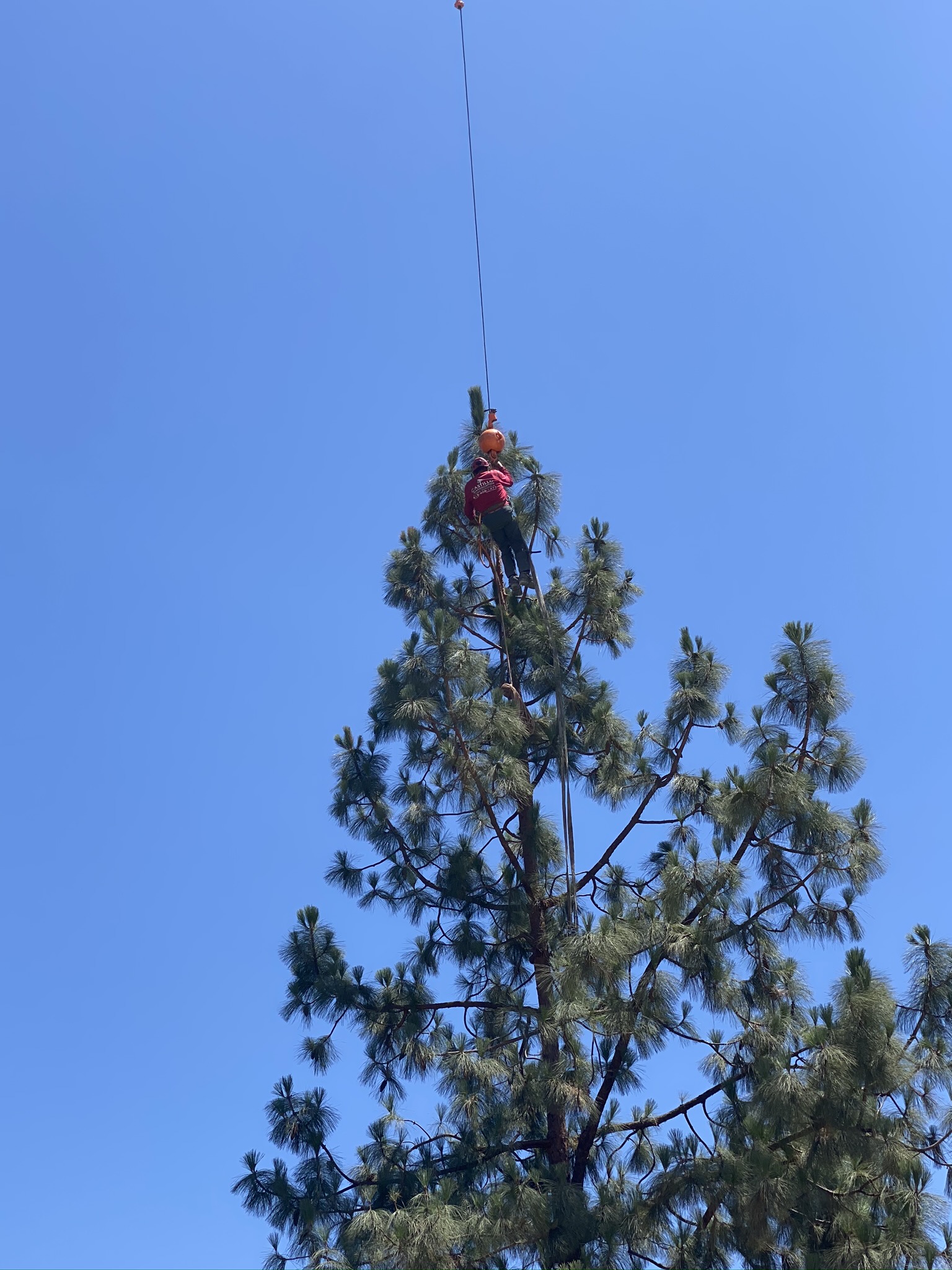 tree trimming hollywood
