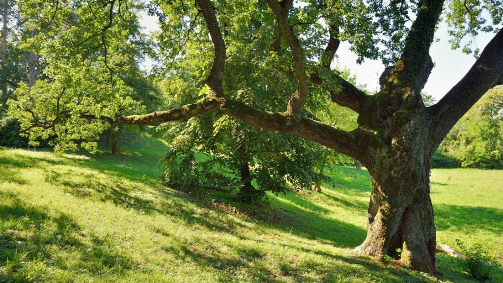 tree removal in Pacoima