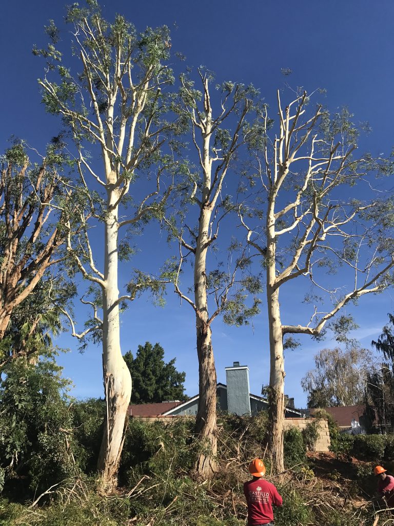 Tree trimming in Pacoima