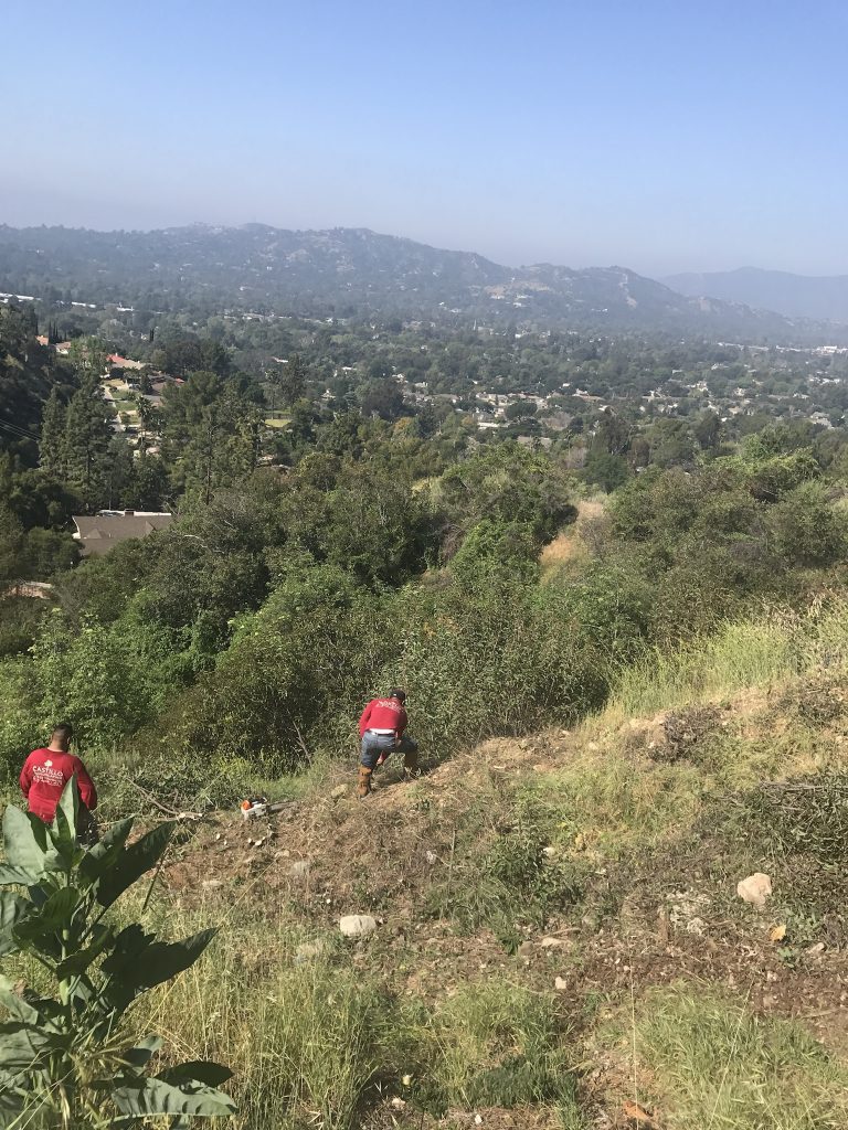 Tree trimming in Pacoima