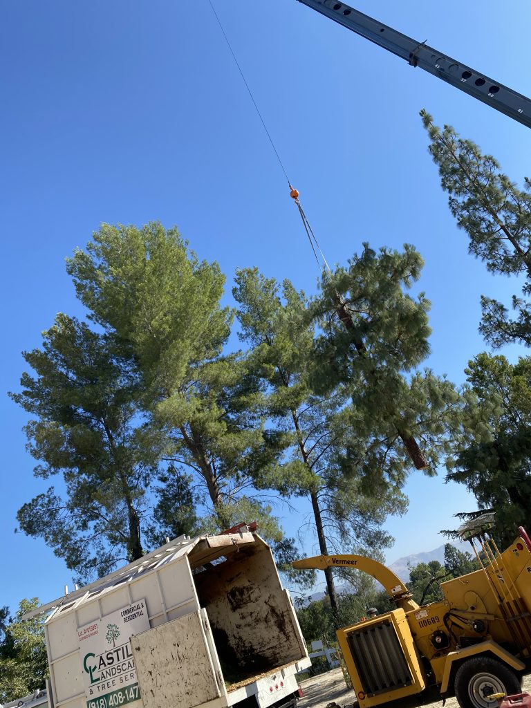 Stump removal in Los Angeles