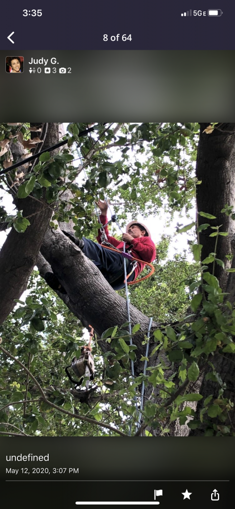 tree removal los angeles