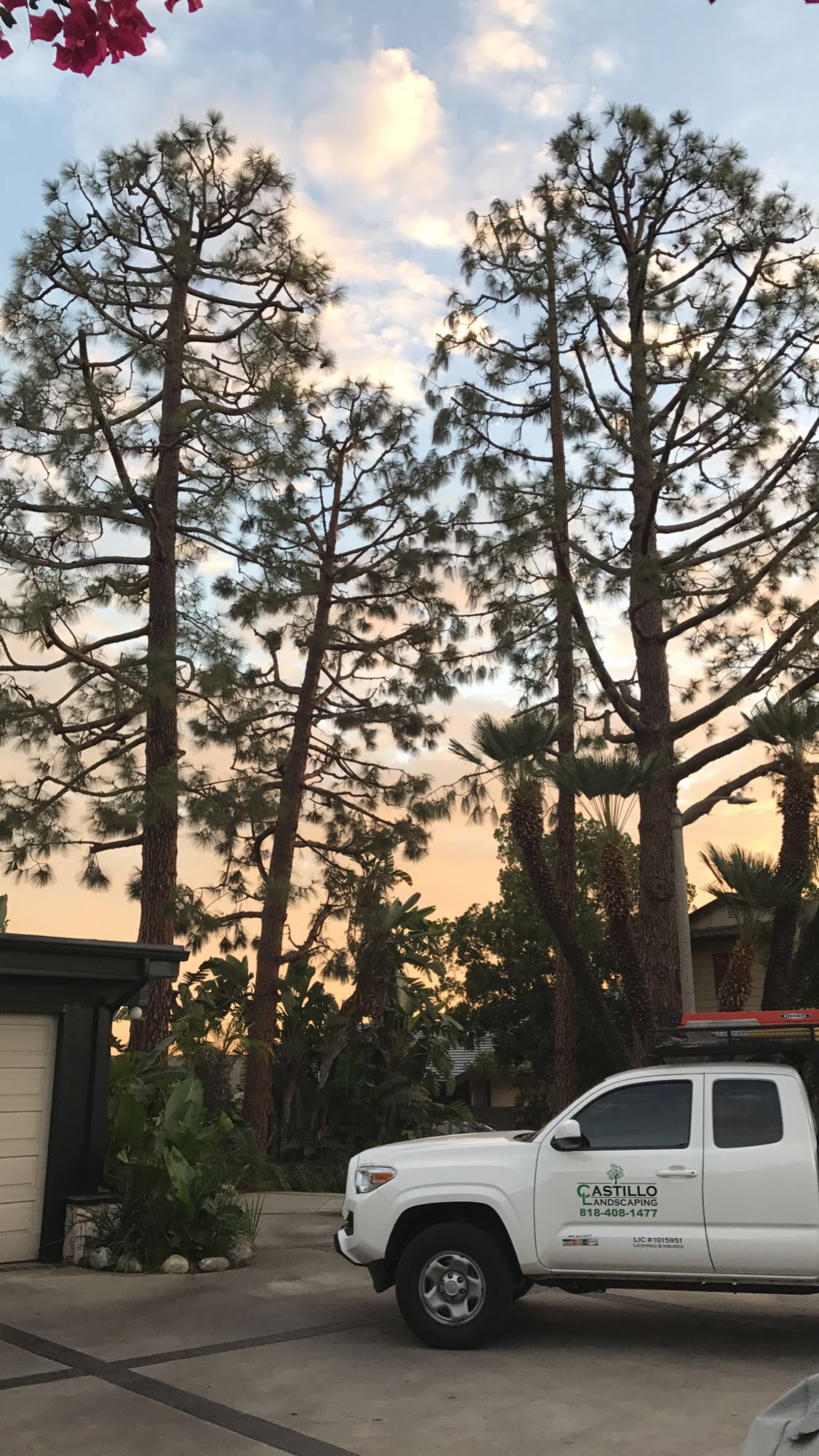 tree trimming in los angeles