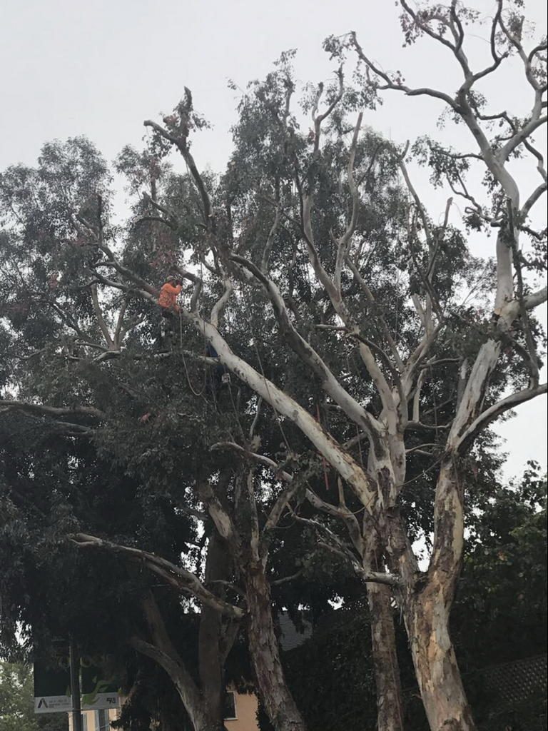 Tree Trimming in Los Angeles