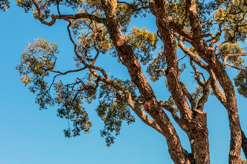 tree care in LA