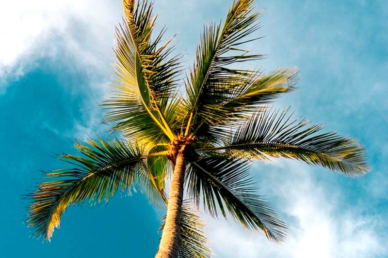 palm tree skinning in Los Angeles