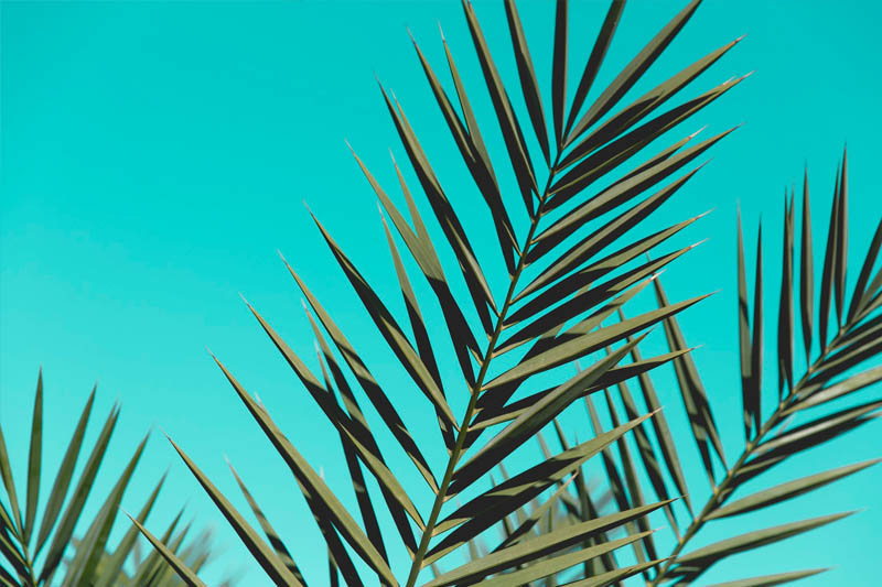 palm tree skinning in Los Angeles
