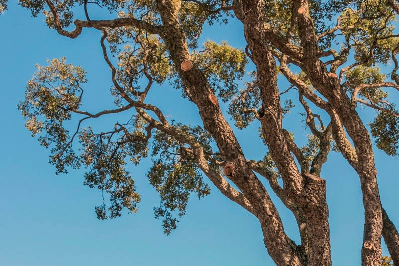 tree service in Burbank