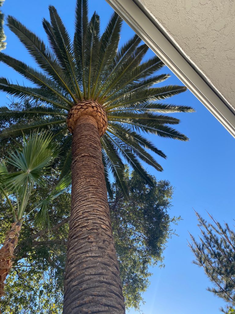 Palm Tree Removal & Tree Trimming Services