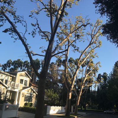 Tree Trimming In Los Angeles County