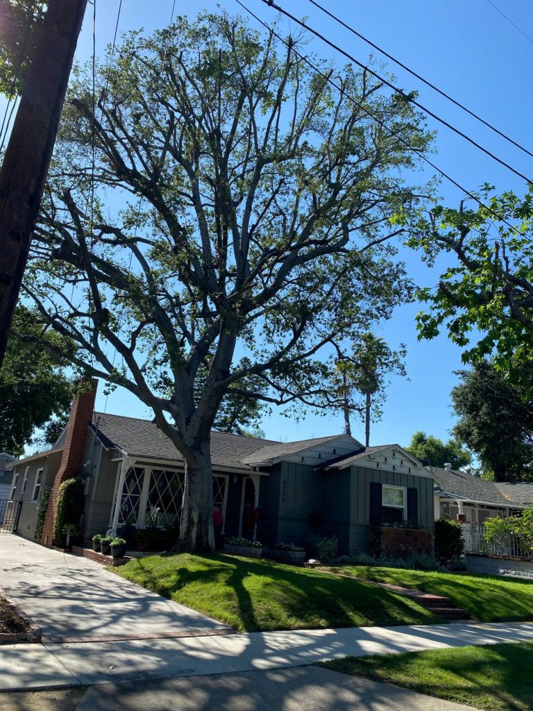 Tree Trimming In Los Angeles County