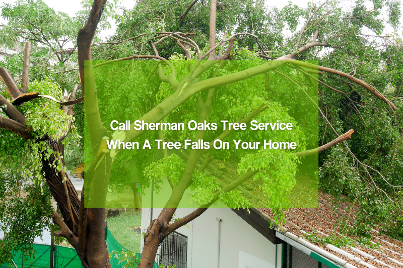 Sherman Oaks tree service