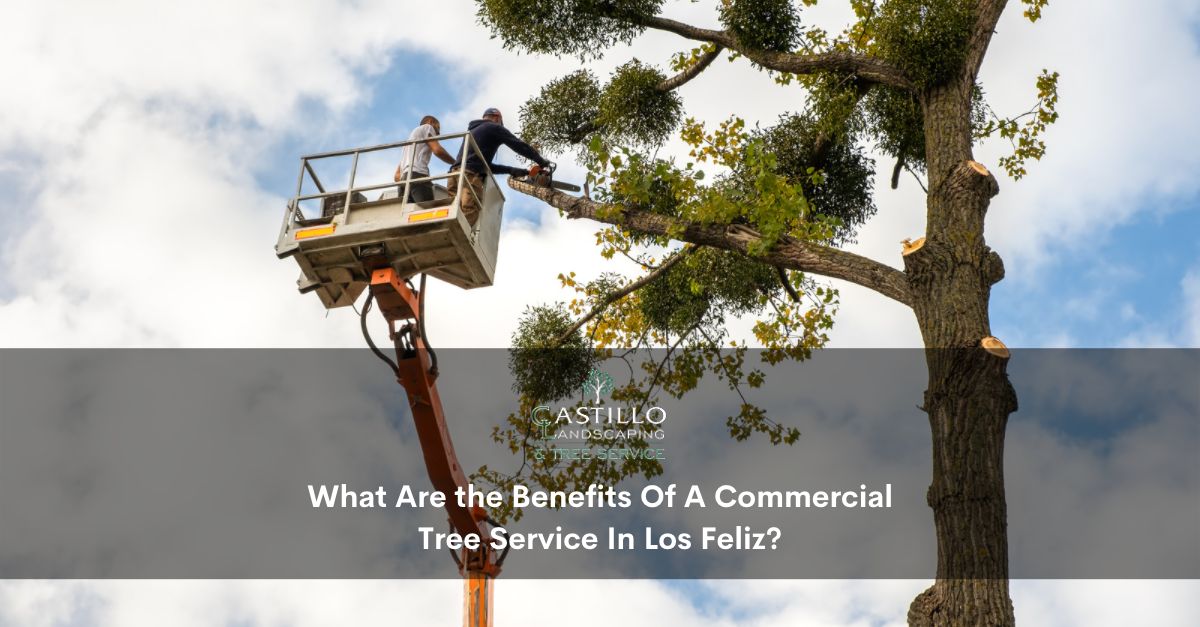 commercial tree service Los Feliz
