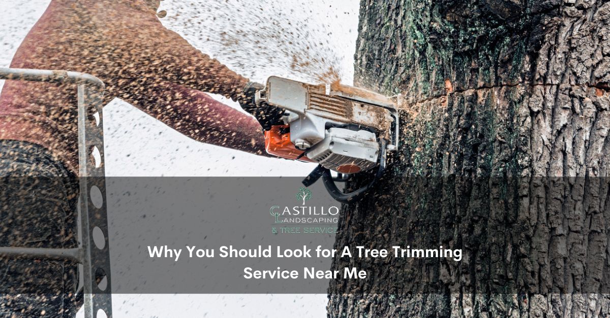 tree trimming service near me
