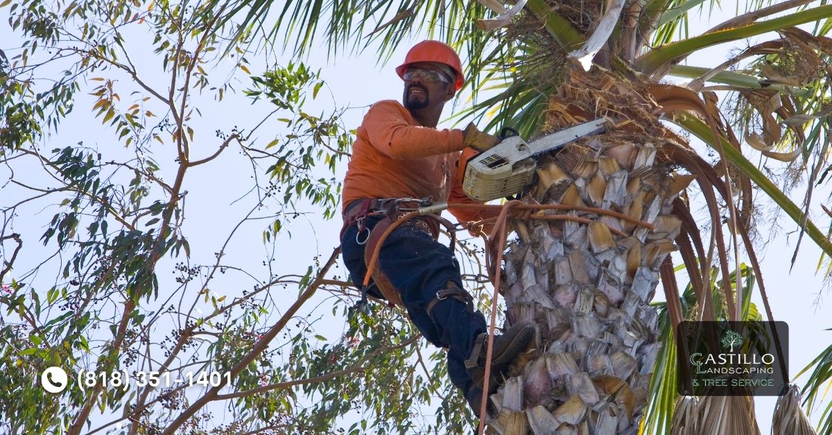 Los Angeles County Tree Trimming