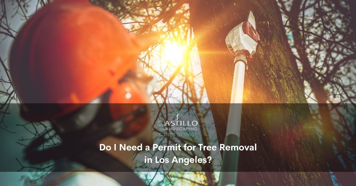 Tree Removal in Los Angeles
