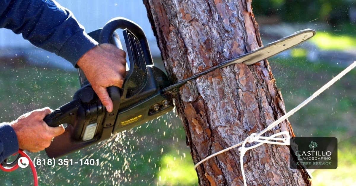 Tree Removal in Los Angeles