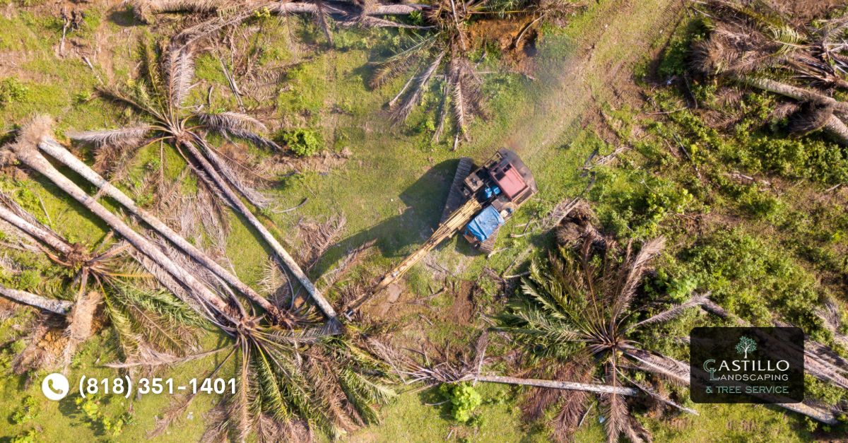 Palm Tree Removal in Los Angeles