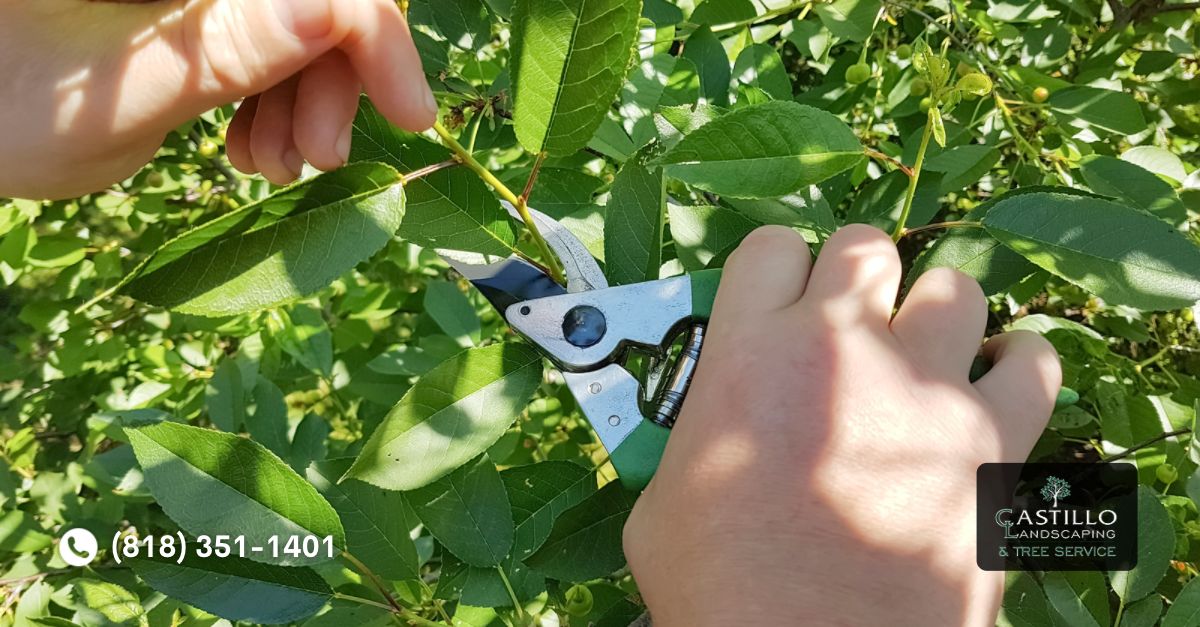 Tree Care in Los Angeles