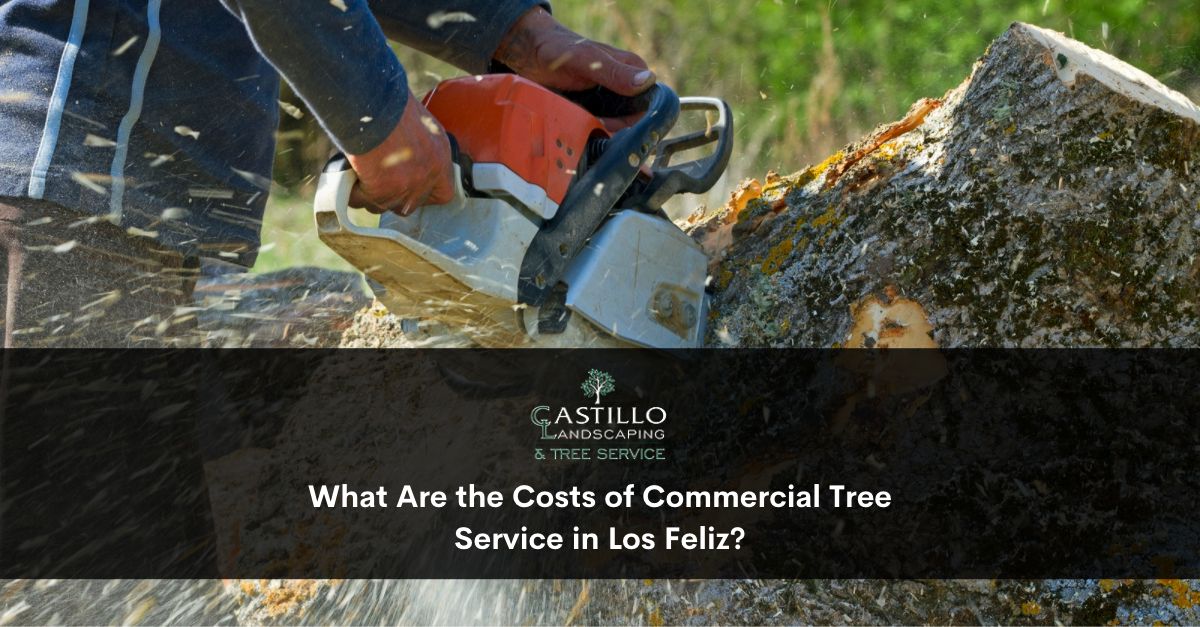 Commercial Tree Service in Los Feliz