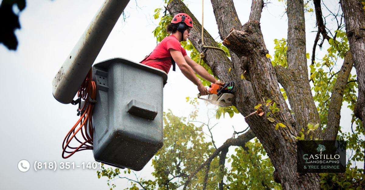 Commercial Tree Service in Los Feliz