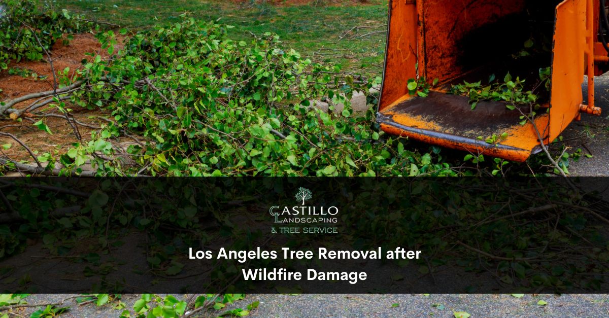 Tree Removal in Los Angeles
