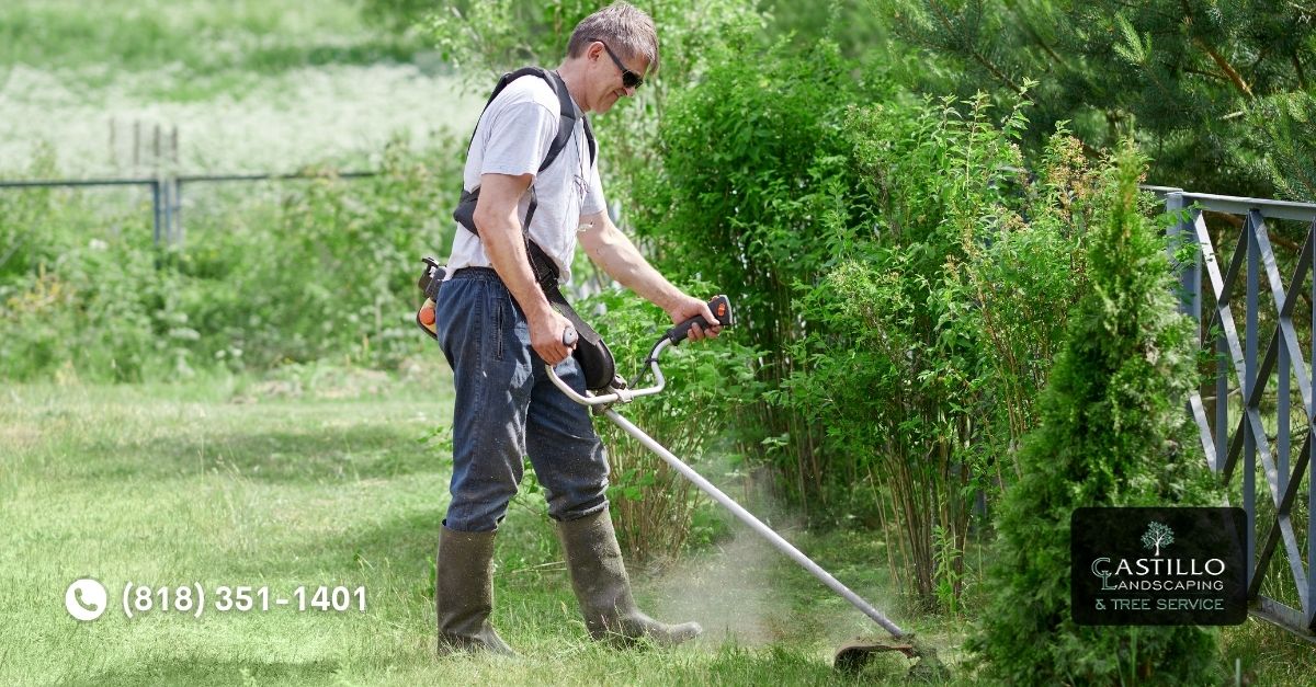 Tree Service in Woodland Hills