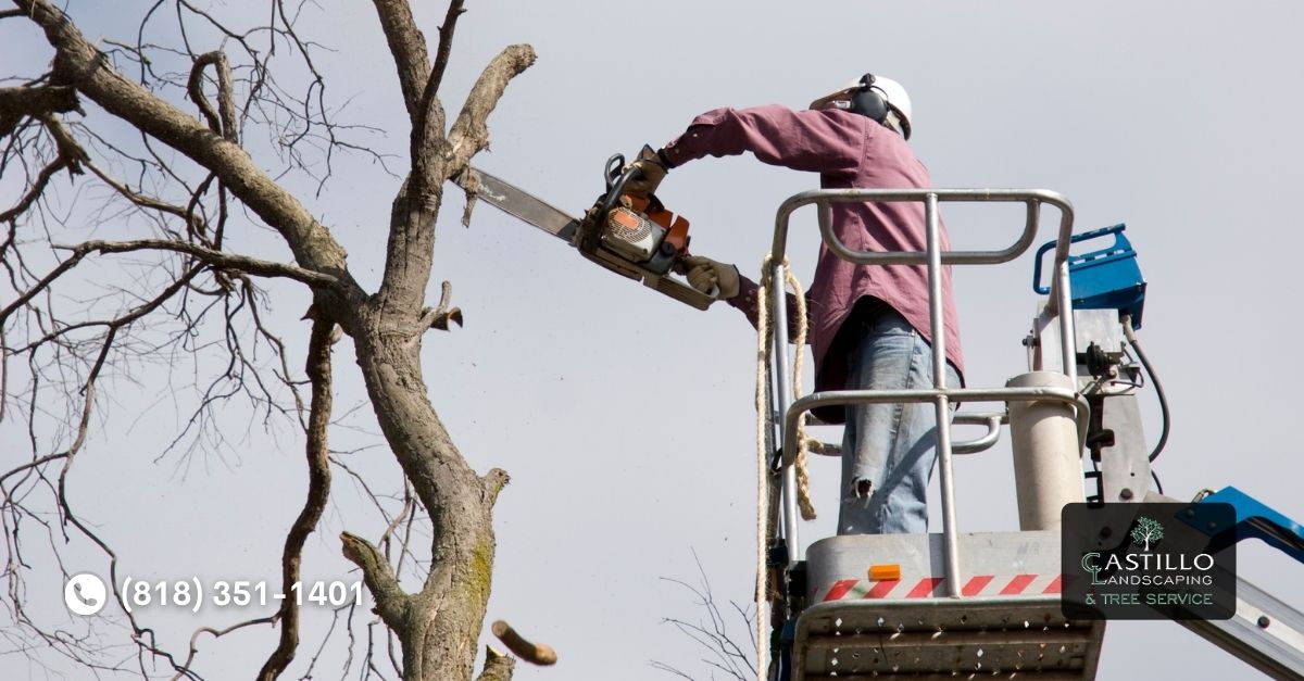 Palm Tree Removal in Los Angeles