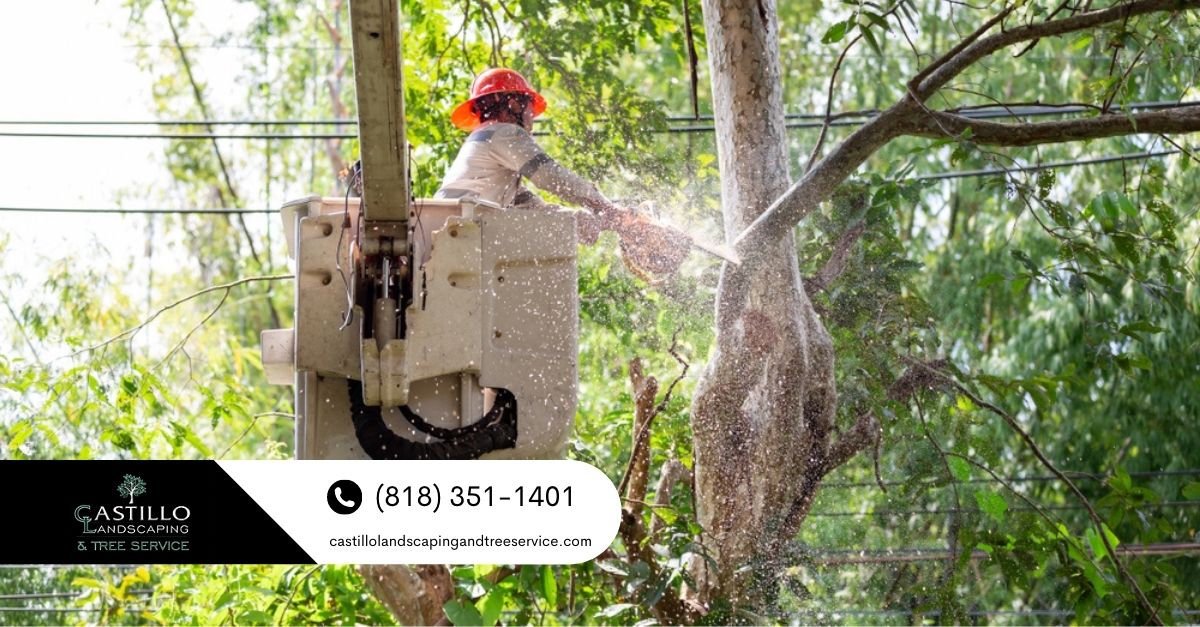 Commercial Tree Service Los Feliz