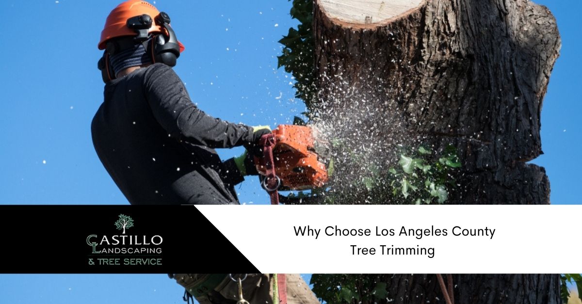 Los Angeles County Tree Trimming