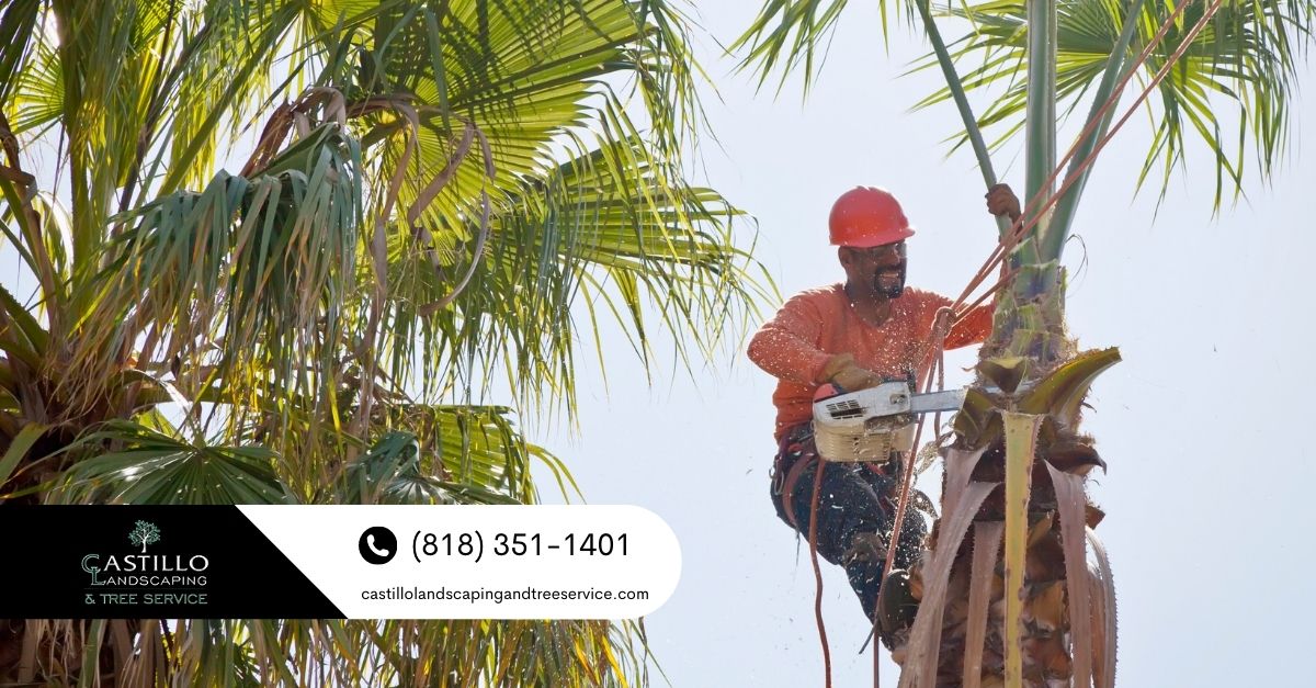 Palm Tree Removal