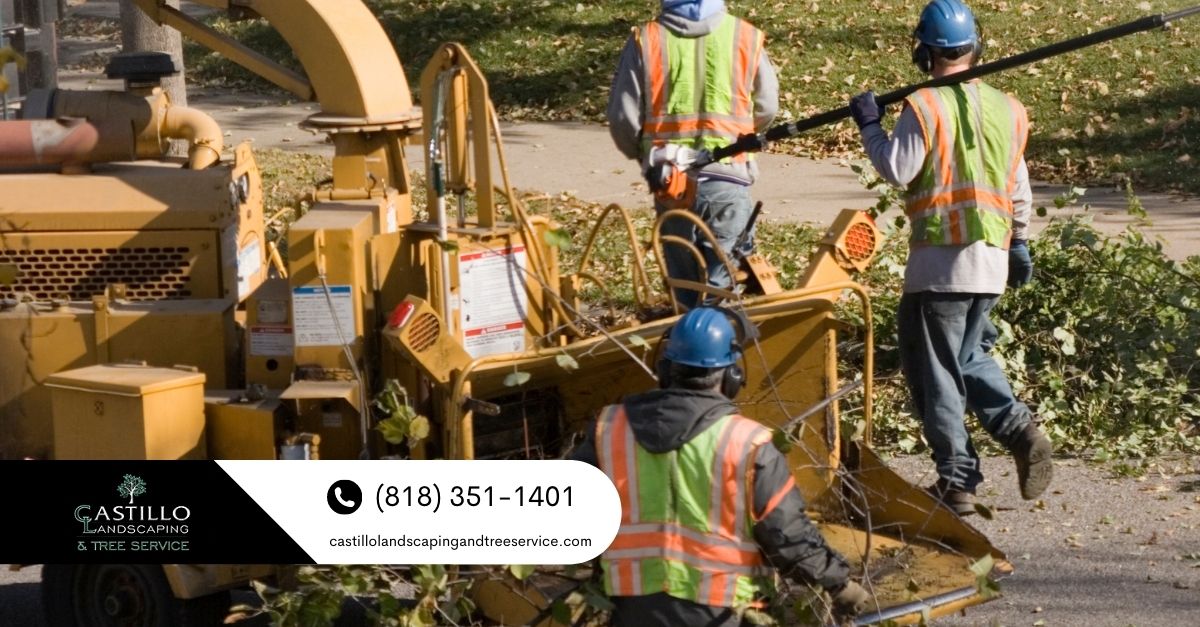 Tree Removal Service Near Me