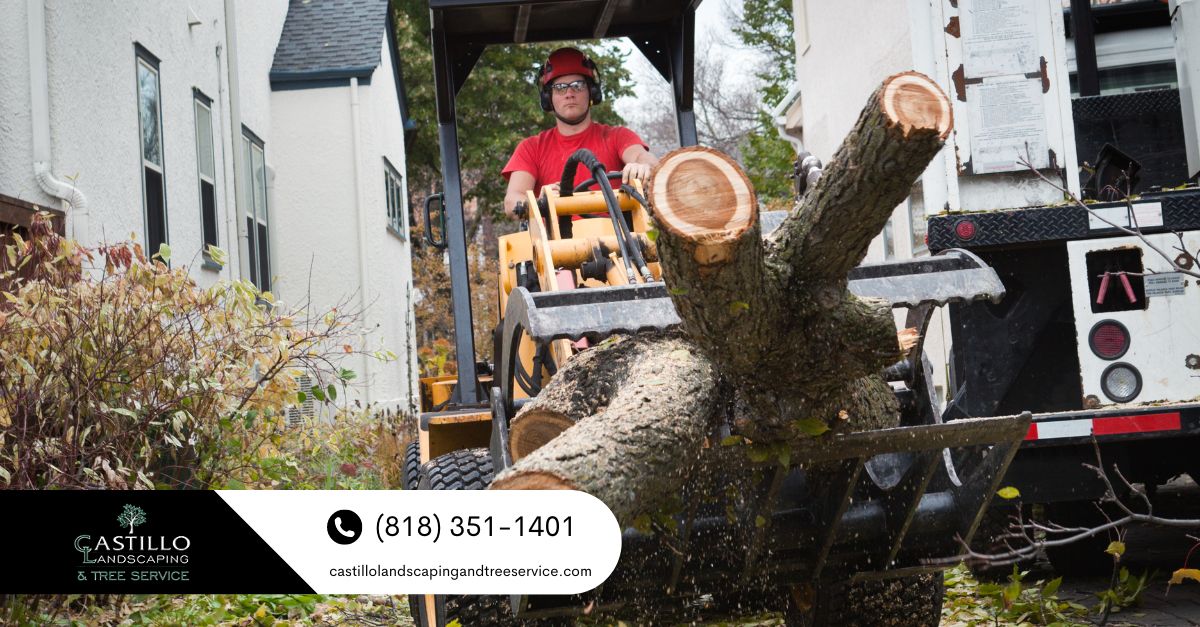 tree service in woodland hills