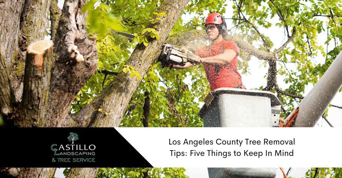 Los Angeles county tree removal