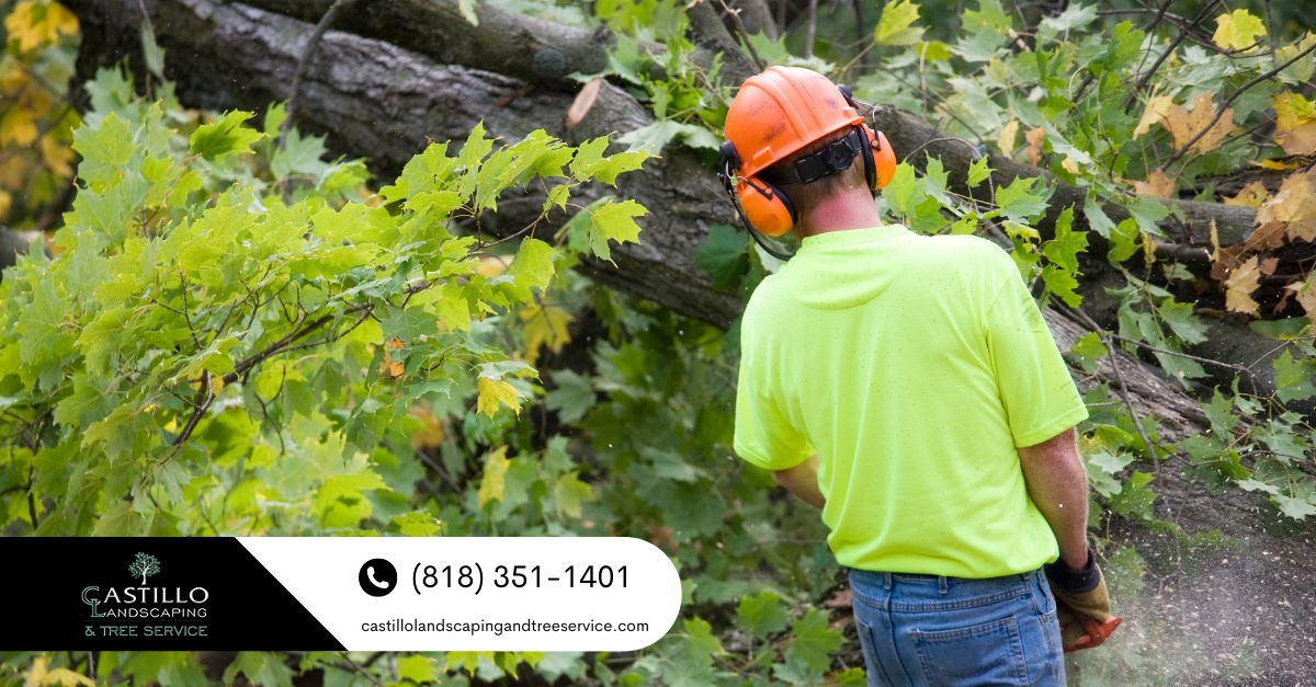 Los Angeles county tree removal