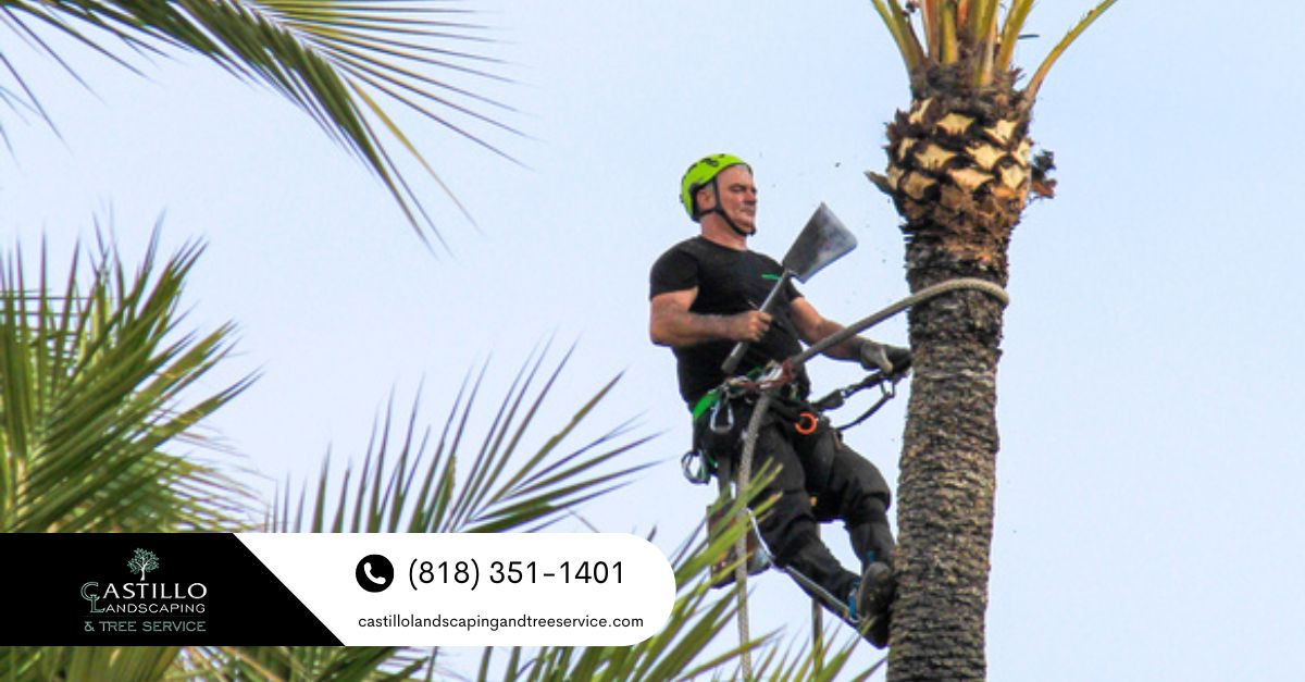 palm tree removal