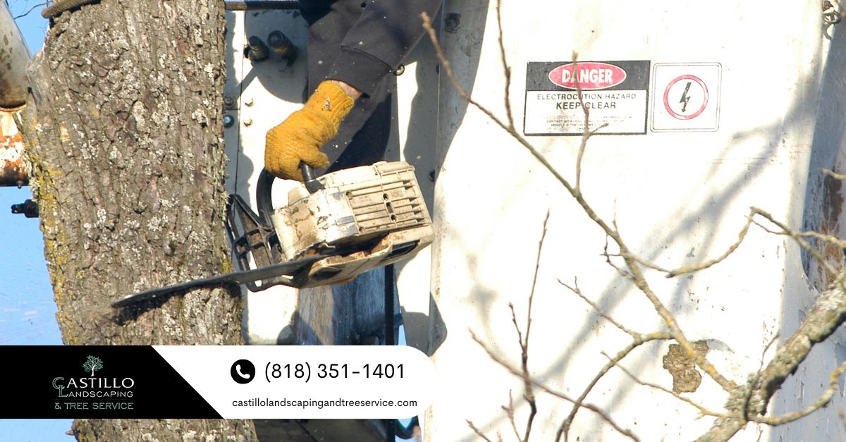 Los Angeles County Tree Trimming