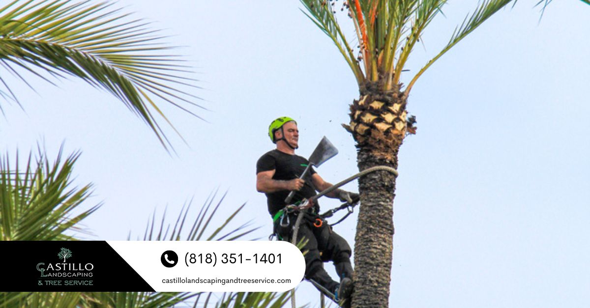 Palm Tree Removal