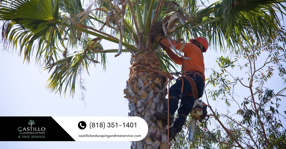 Palm Tree Skinning Los Angeles