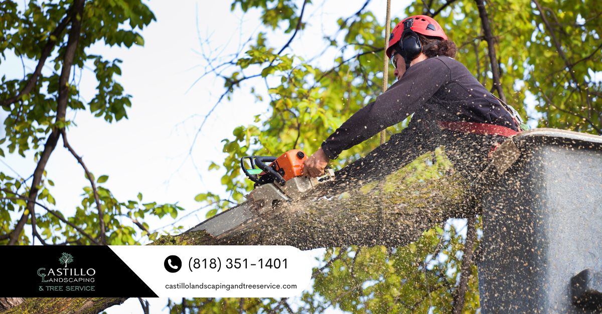 Los Angeles Commercial Tree Service