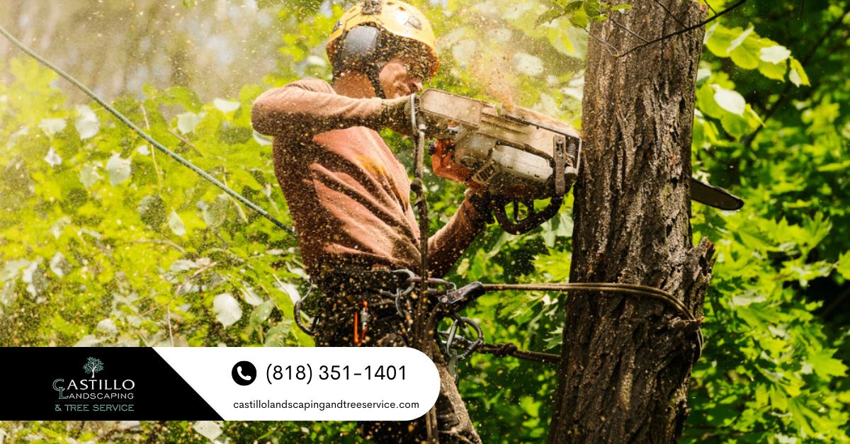 tree companies near me