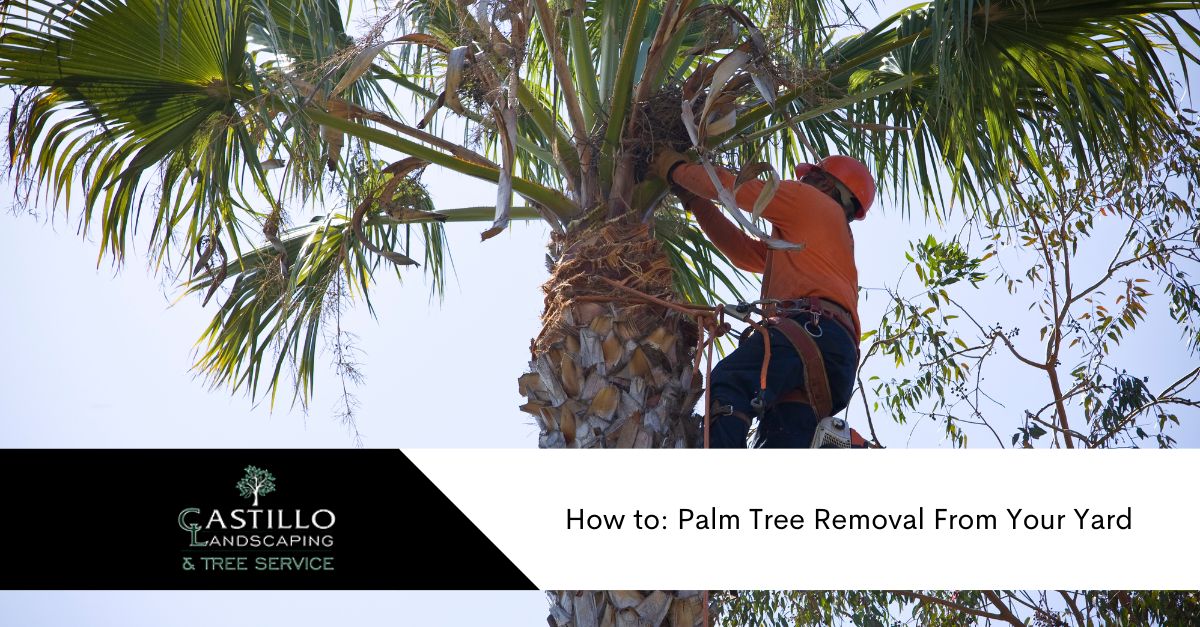 Palm Tree removal