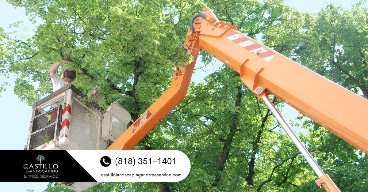 tree service in Los Angeles