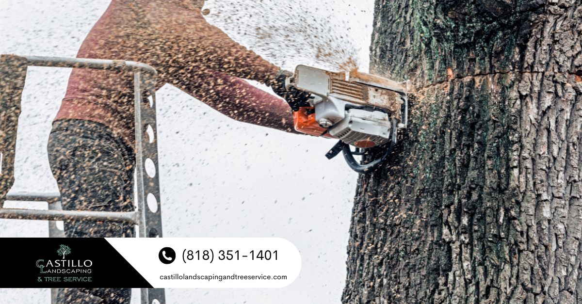 Commercial Tree Service Los Feliz