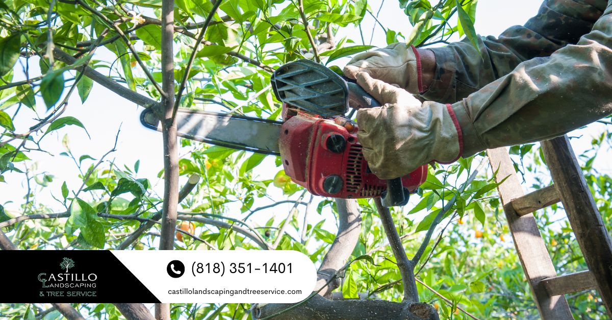 Tree trimming Los Feliz